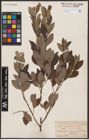 Foto von Salix aurita L. x Salix cinerea L.